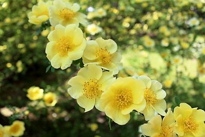 Rosa xanthina 'Canary Bird' - růže zlatožlutá - květy